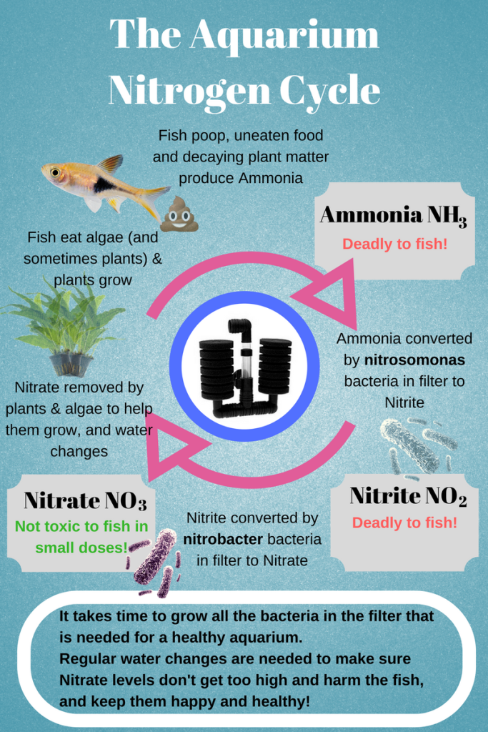 Filtration Basics - Aquarium Adventures