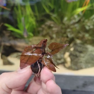 Nymphea zenkeri red (Tiger Lotus)