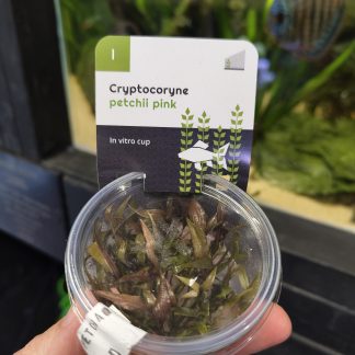Cryptocoryne petchii pink (gel pot)