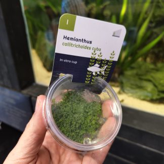 Hemianthus callitrichodies cuba (gel pot)