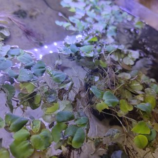 Red Root Floaters (200cc) - Phillantus fluiitans